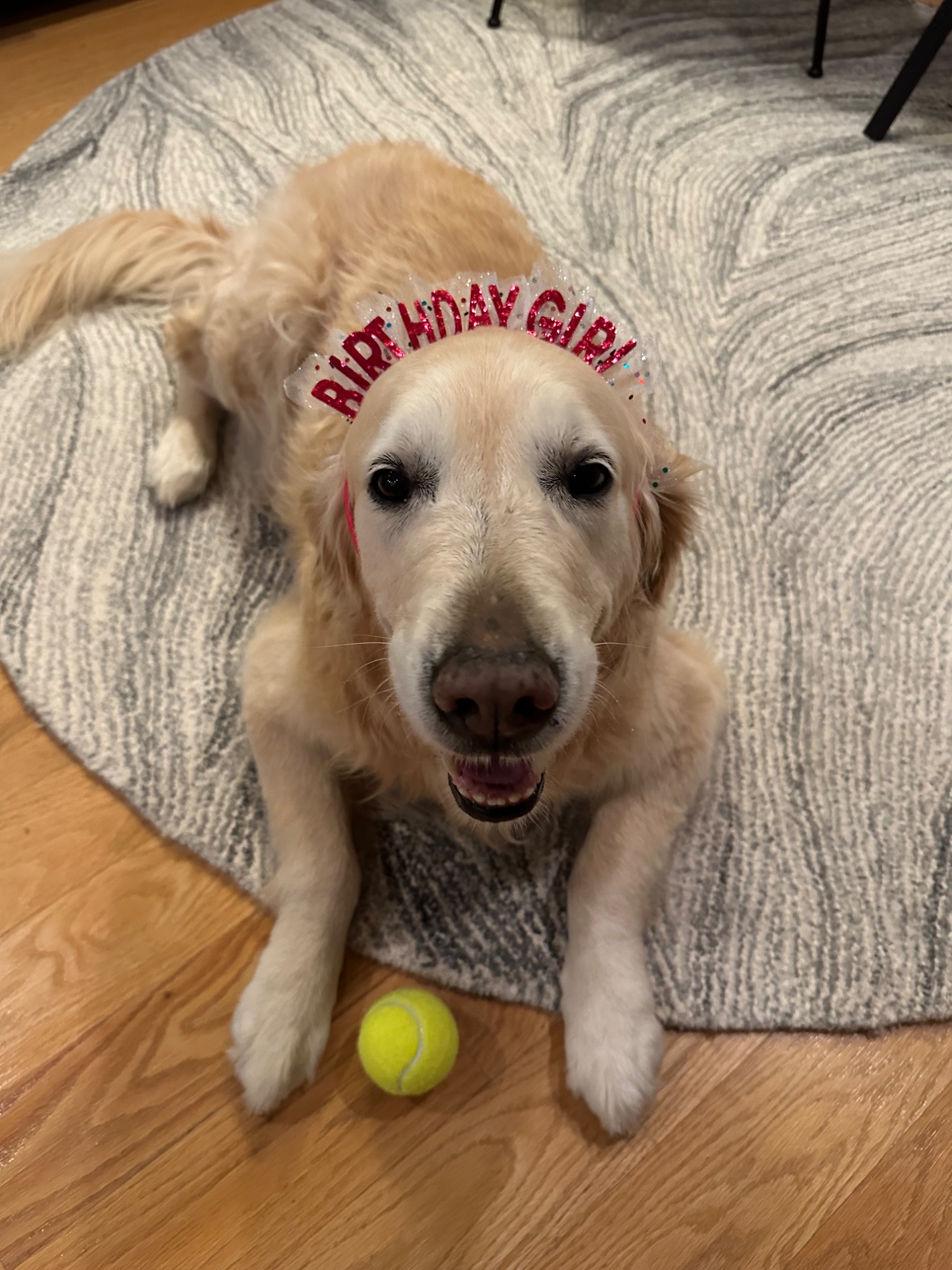 Luna wearing a birthday tiara