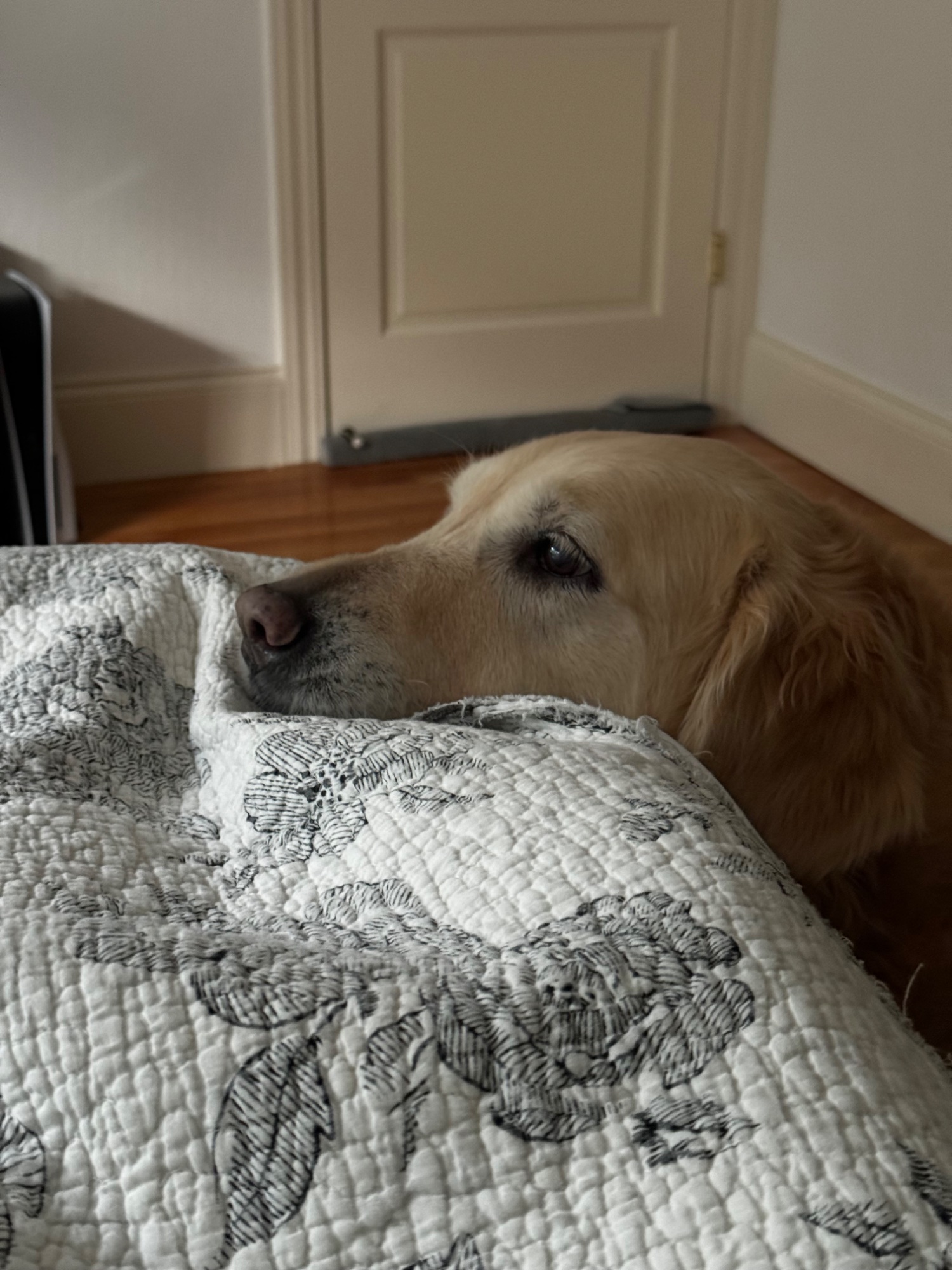 Luna resting her chin