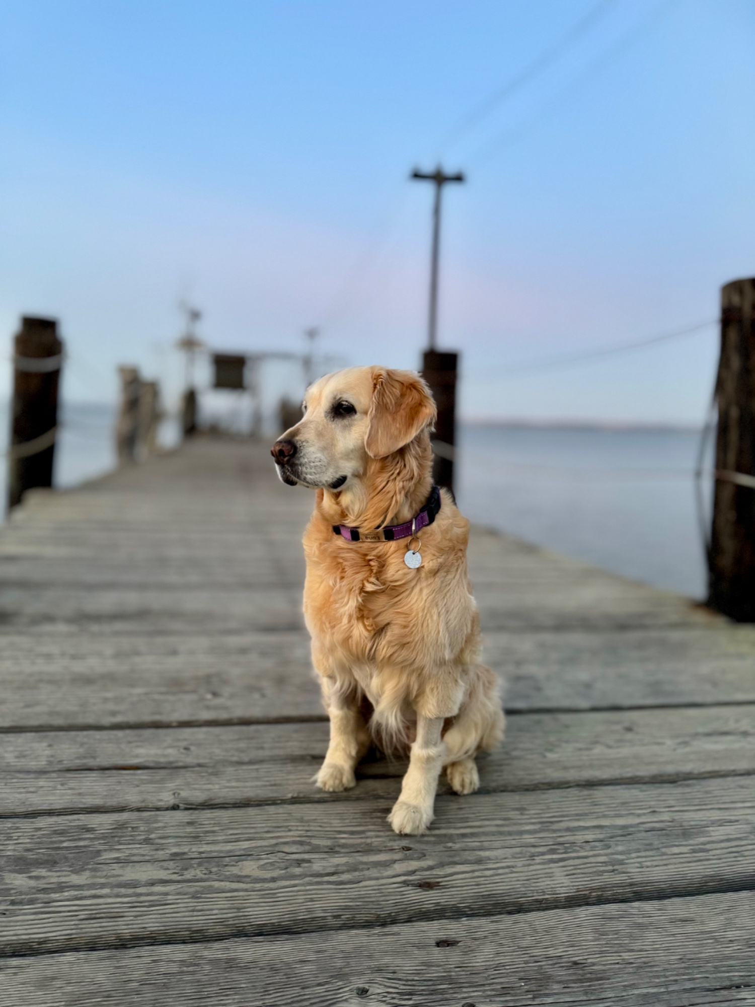 Luna posing on a dock at sunset