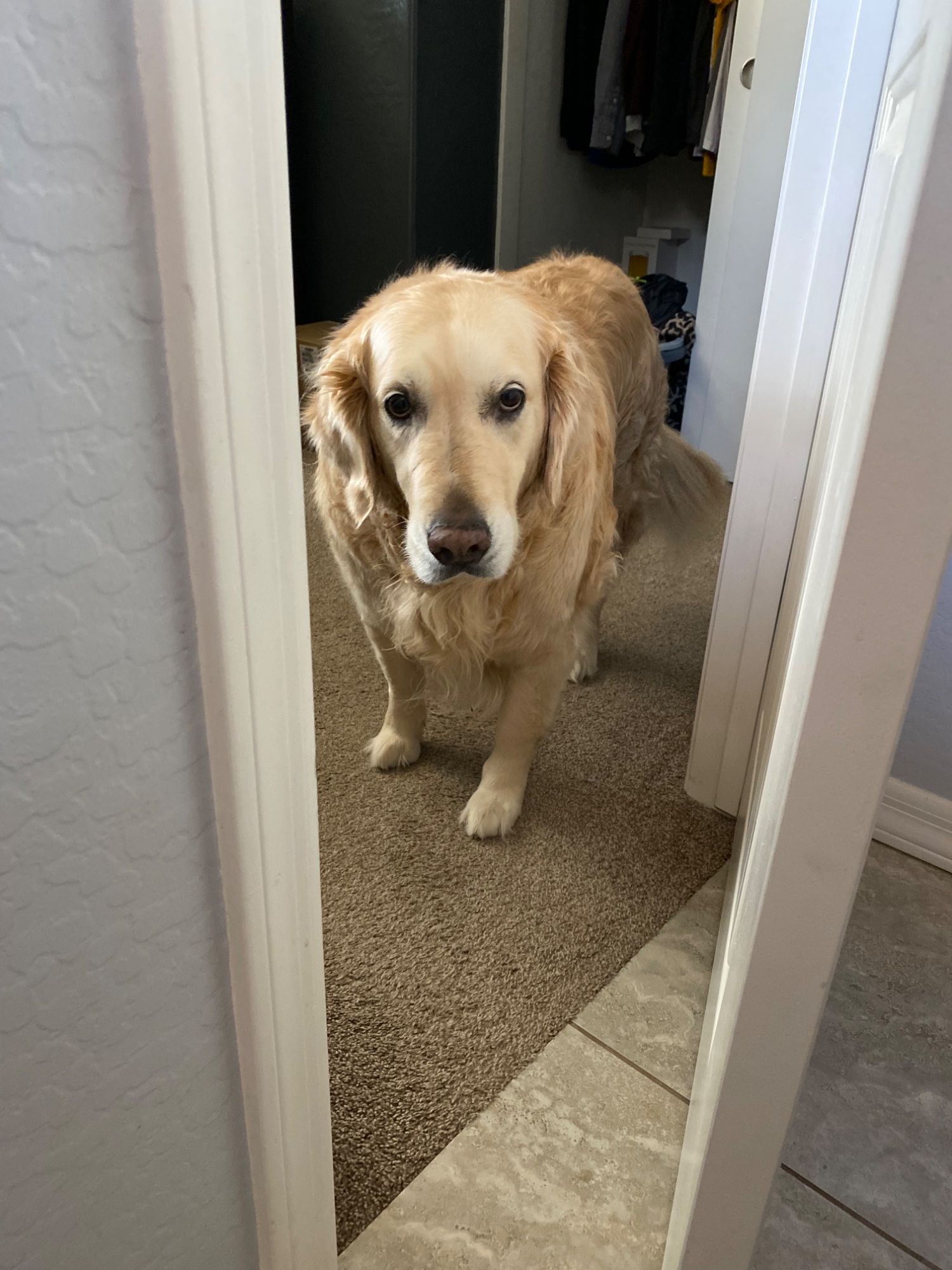 Luna peeking through a doorway with big sad eyes