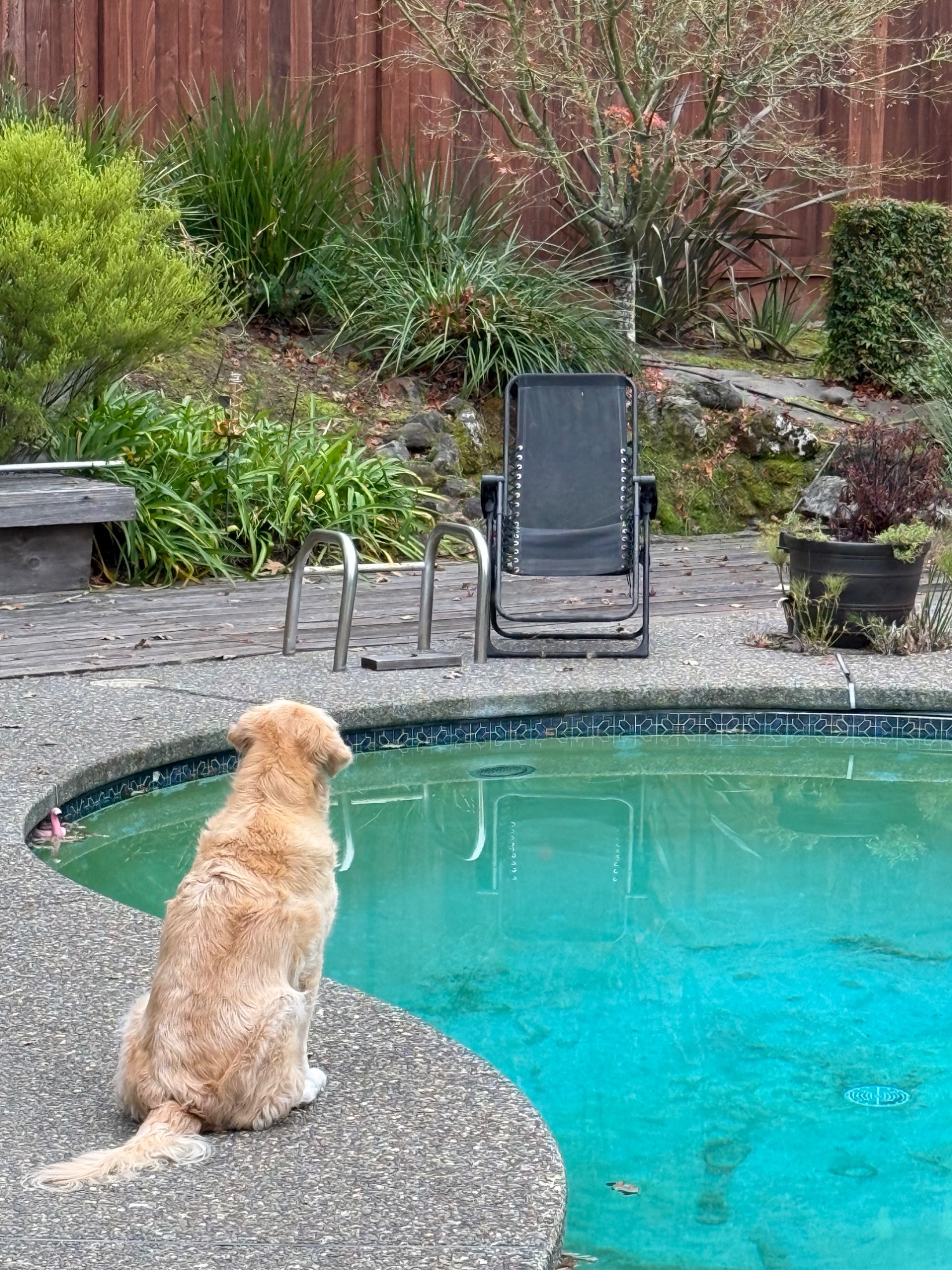 Luna sitting by the pool