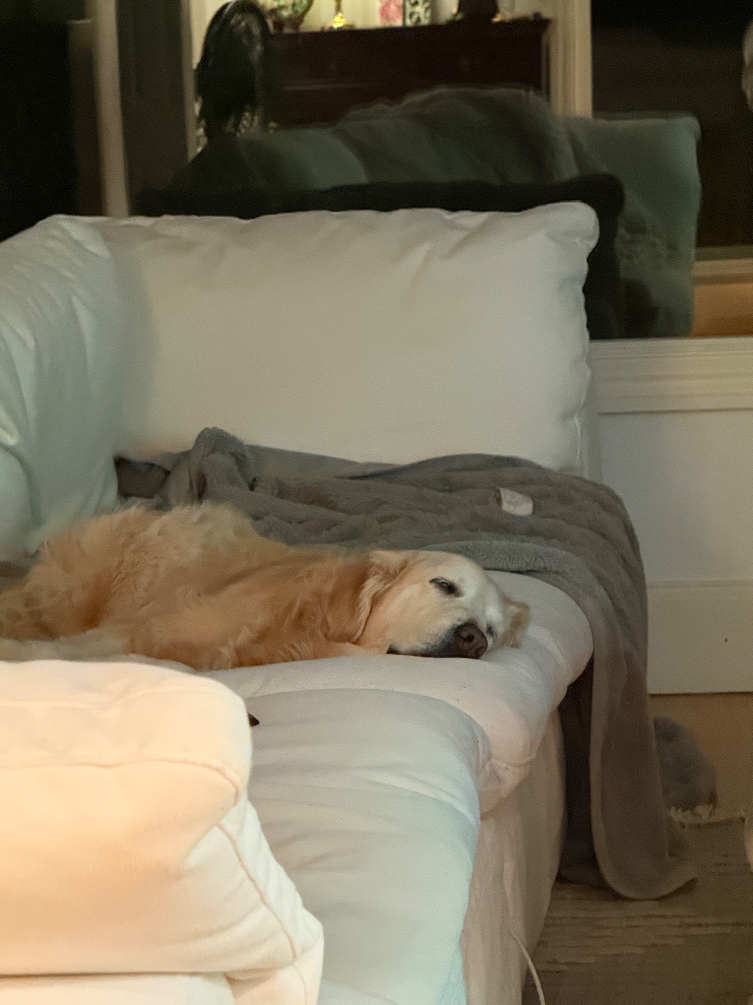 Luna sleeping peacefully on the couch