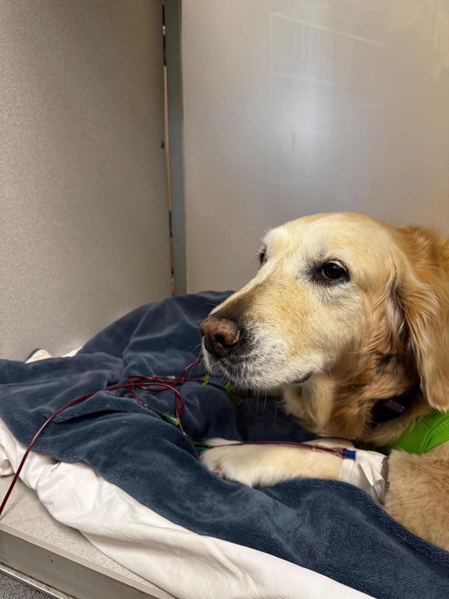Luna before surgery with IV lines