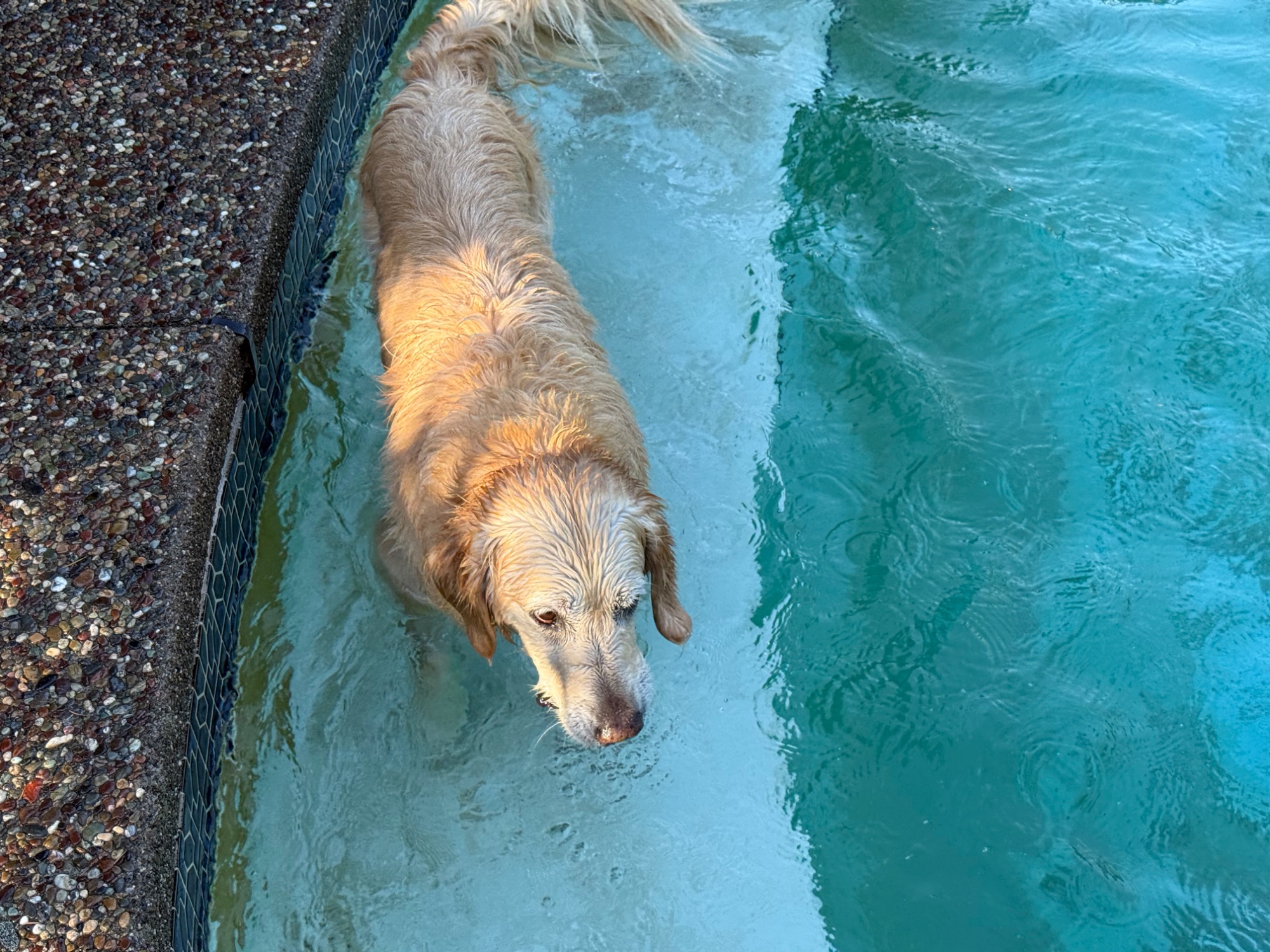 Luna swimming in the pool