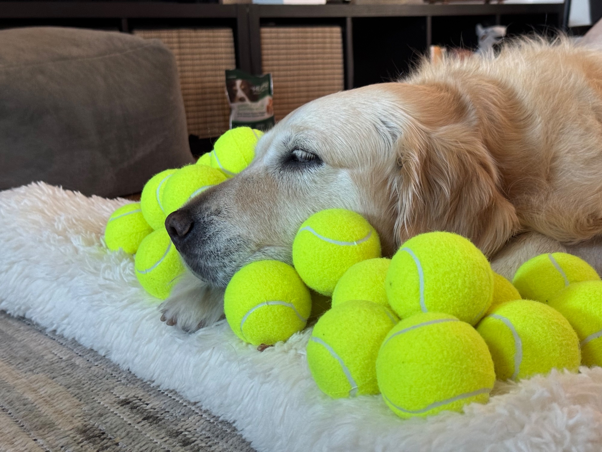 Luna with tennis balls