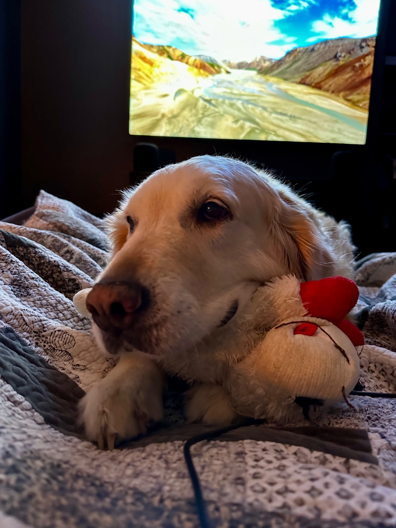 Luna holding her toy chicken while watching TV